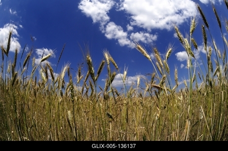 Búzatábla az Őrségben-stock-foto