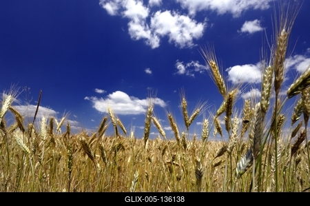Búzatábla az Őrségben-stock-foto