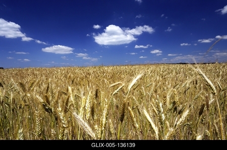 Búzatábla az Őrségben-stock-foto