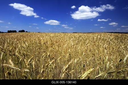 Búzatábla az Őrségben-stock-foto