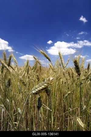 Búzatábla az Őrségben-stock-foto
