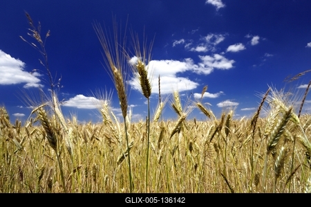 Búzatábla az Őrségben-stock-foto