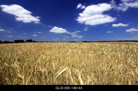Búzatábla az Őrségben-stock-foto