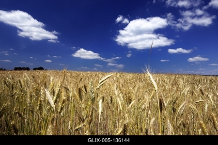 Búzatábla az Őrségben-stock-foto