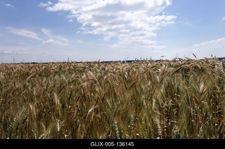 Búzatábla az Őrségben-stock-foto