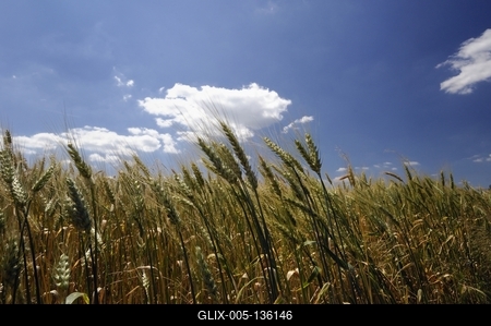 Búzatábla az Őrségben-stock-foto