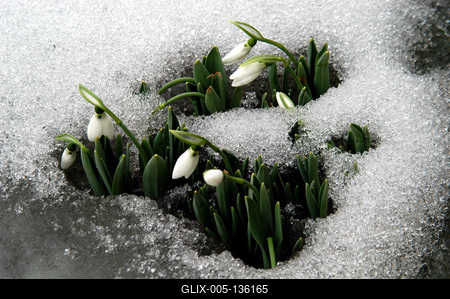 Hóvirág (Galanthus)-stock-foto