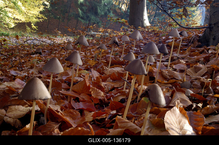 Erdei gombák-stock-foto