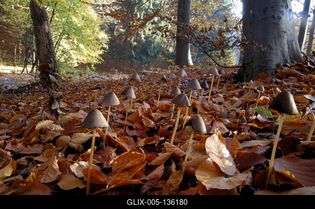 Erdei gombák-stock-foto