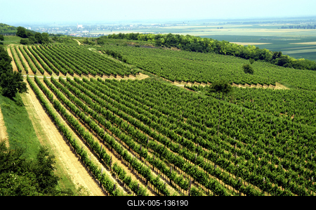 Szőlő-ültetvény Szálka határában-stock-foto