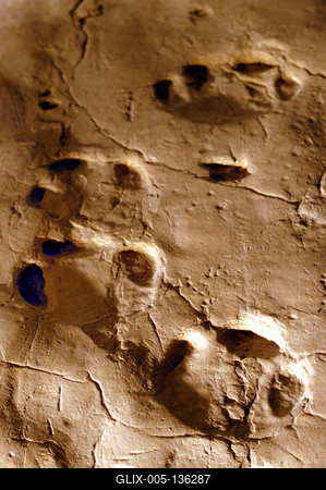 Ipolytarnóc, ősállati lábnyomok-stock-foto