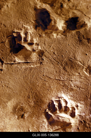 Ipolytarnóc, ősállati lábnyomok-stock-foto