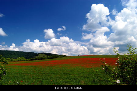 Virágzó pipacsmező-stock-foto