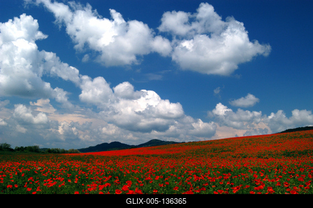 Virágzó pipacsmező-stock-foto