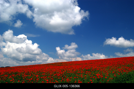 Virágzó pipacsmező-stock-foto