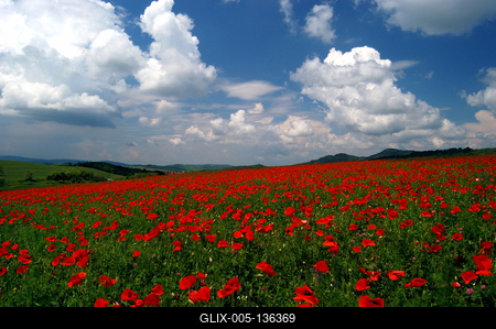 Virágzó pipacsmező-stock-foto