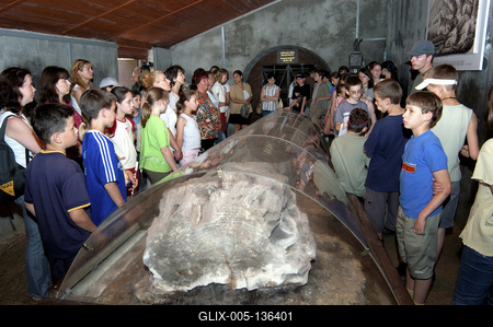 Ipolytarnóc, ősfenyő maradvány-stock-foto