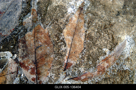 Ipolytarnóc, megkövesedett levéllenyomatok-stock-foto