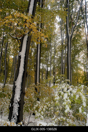 Eresztvény tanösvény-stock-foto