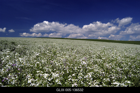 Virágzik a fehér repce-stock-foto