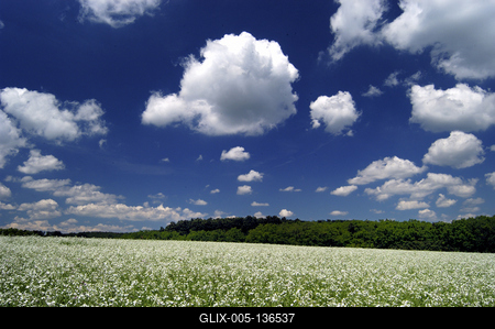 Virágzik a fehér repce-stock-foto