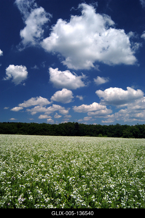 Virágzik a fehér repce-stock-foto