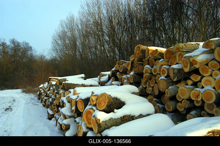 Téli táj a Gemenci erdőben-stock-foto