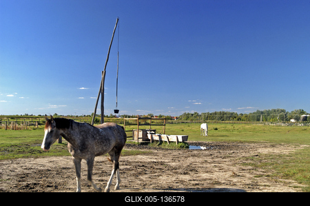 Tápiószentmárton, Kincsem Lovaspark-stock-foto
