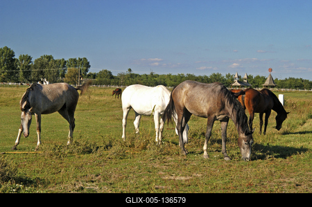 Tápiószentmárton, Kincsem Lovaspark-stock-foto