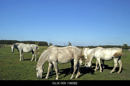 Tápiószentmárton, Kincsem Lovaspark-stock-foto