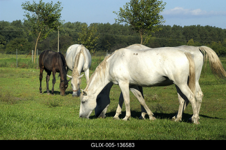 Tápiószentmárton, Kincsem Lovaspark-stock-foto