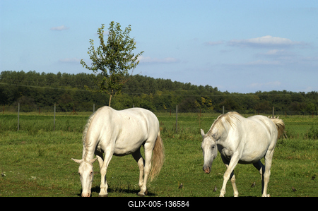 Tápiószentmárton, Kincsem Lovaspark-stock-foto