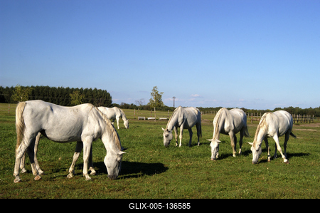 Tápiószentmárton, Kincsem Lovaspark-stock-foto