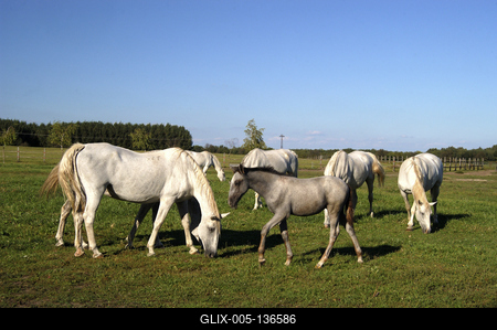 Tápiószentmárton, Kincsem Lovaspark-stock-foto