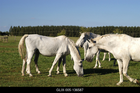 Tápiószentmárton, Kincsem Lovaspark-stock-foto
