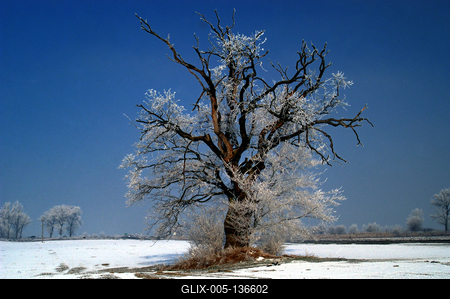 Téli tájkép Gemenc határában-stock-foto