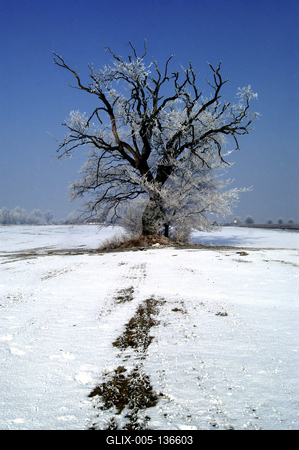 Téli táj a Gemenci erdőben-stock-foto