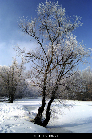 Téli táj a Gemenci erdőben-stock-foto