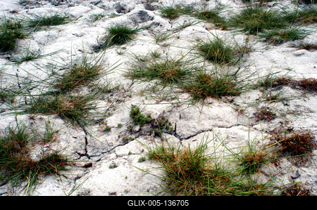Apajpuszta - szikes talaj, sziktűrő növényekkel-stock-foto