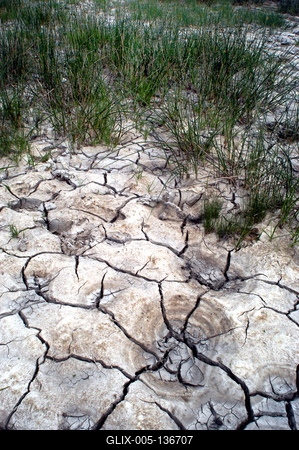 Apajpuszta - szikes talaj, sziktűrő növényekkel-stock-foto