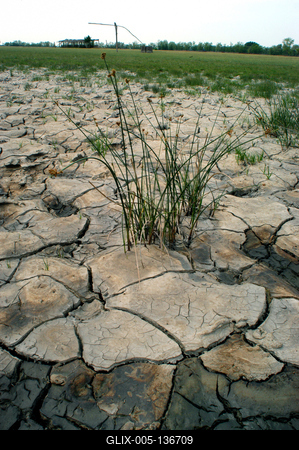Apajpuszta - szikes talaj, sziktűrő növényekkel-stock-foto
