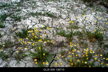Apajpuszta - orvosi székfű virágzik a szikes talajon-stock-foto