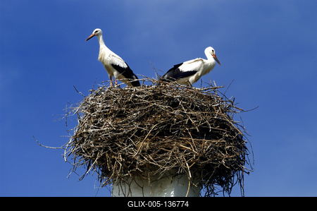 Gólyapár Szabolcs községben-stock-foto