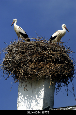 Gólyapár Szabolcs községben-stock-foto
