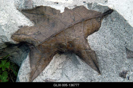 Ipolytarnóc, megkövesedett levéllenyomatok-stock-foto