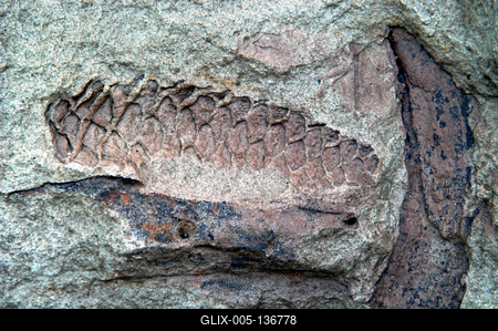 Ipolytarnóc, ősállati maradványok-stock-foto