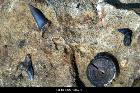 Ipolytarnóc, megkövesedett cápafogak-stock-foto