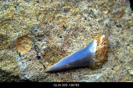 Ipolytarnóc, megkövesedett cápafog-stock-foto