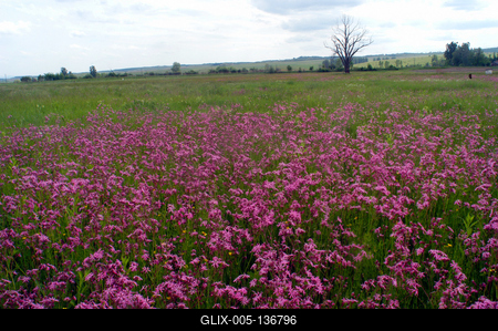 Virágmező a Karancs-völgyében.-stock-foto