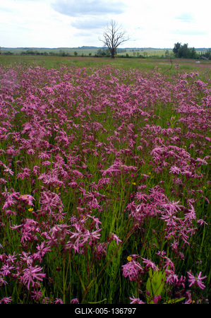 Virágmező a Karancs-völgyében.-stock-foto